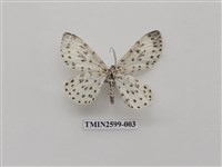 藏品(尺蛾112)的圖片